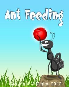 Ant Feeding Free