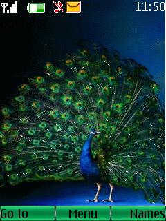Animated Peacock
