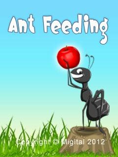 Ant Feeding  Free