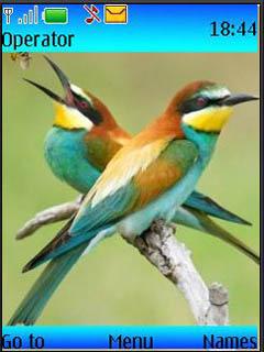 Colorid Birds