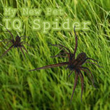 IQ Spider Spanish