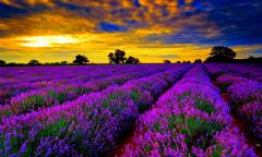 lavender flower fields wallpapers