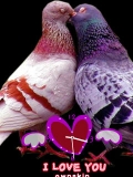 love bird....