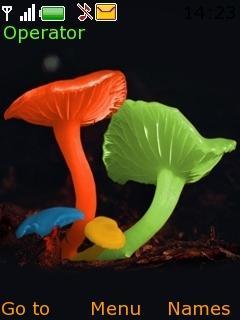 Mushroom Colours