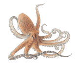 Paul Oracle Octopus