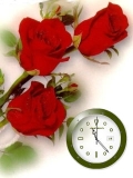 red rose.....