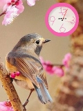 Sweet Bird FlasH