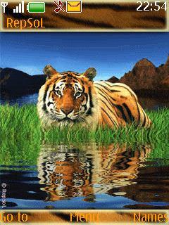 Tiger Animated