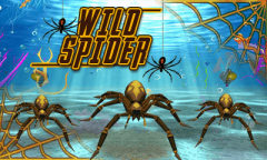 WILD SPIDER